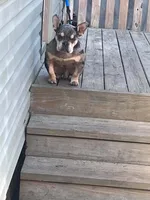 Joker , a male American Bully for sale in Schenectady, NY – 3 of 5