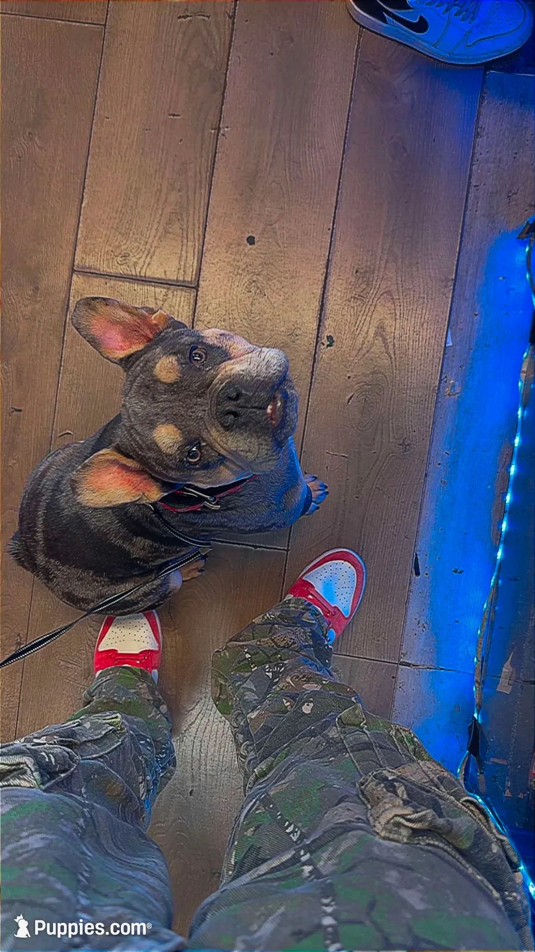 Joker , a male American Bully for sale in Schenectady, NY – 2 of 5