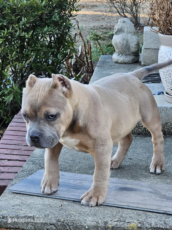 Kona – American Bully puppy for sale in South Carolina, SC