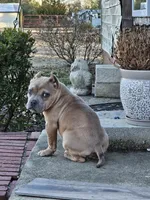 Kona, a female American Bully for sale in South Carolina, SC – Photo 2 of 2