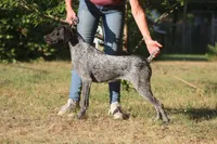 Teak, a female German Shorthaired Pointer for sale in South Carolina, SC – 3 of 3