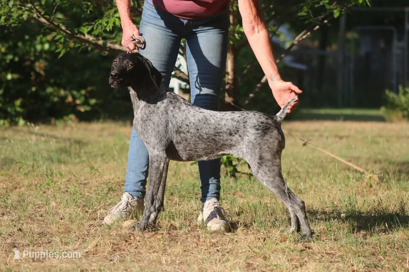 Teak – German Shorthaired Pointer puppy for sale in South Carolina, SC