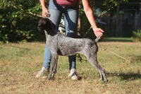 Teak, a female German Shorthaired Pointer for sale in South Carolina, SC – 1 of 3