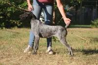 Teak, a female German Shorthaired Pointer for sale in South Carolina, SC – 2 of 3