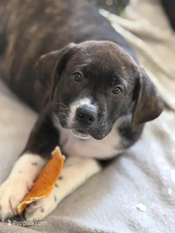 n/a – Great Pyrenees, American Bully puppy for sale in Charlotte, NC