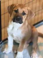 n/a, a female Great Pyrenees and American Bully for sale in Charlotte, NC – 1 of 1