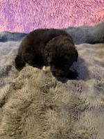 Polly, a female Newfoundland and Golden Retriever for sale in Watertown, NY – 9 of 10