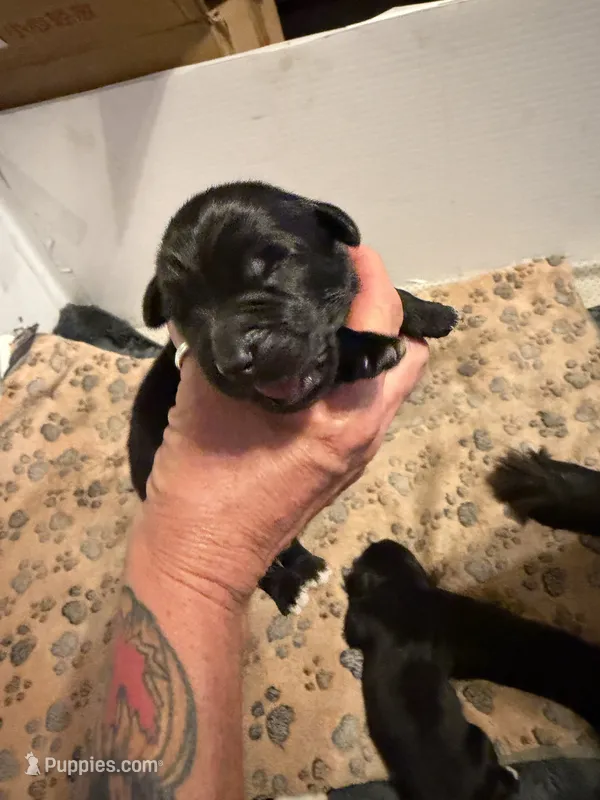 Puppy I – Newfoundland, Golden Retriever puppy for sale in Watertown, NY