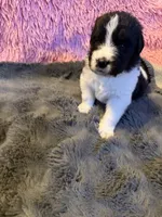 Alex, a male Newfoundland and Golden Retriever for sale in Watertown, NY – 4 of 5