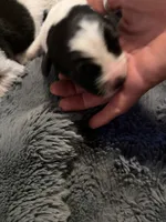 Puppy C, a male Newfoundland and Golden Retriever for sale in Watertown, NY – 2 of 4