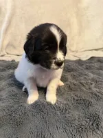 Boone, a male Newfoundland and Golden Retriever for sale in Watertown, NY – Photo 3 of 4