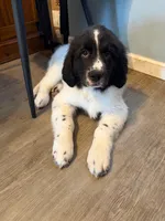 Boone, a male Newfoundland and Golden Retriever for sale in Watertown, NY – Photo 5 of 6