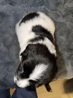 Boone, a male Newfoundland and Golden Retriever for sale in Watertown, NY – Photo 2 of 4