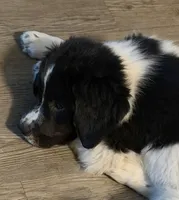 Boone, a male Newfoundland and Golden Retriever for sale in Watertown, NY – Photo 6 of 6