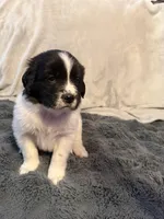 Boone, a male Newfoundland and Golden Retriever for sale in Watertown, NY – Photo 4 of 4