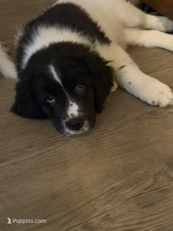 Boone – Newfoundland, Golden Retriever puppy for sale in Watertown, NY