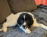 Boone, a male Newfoundland and Golden Retriever for sale in Watertown, NY – Photo 2 of 6