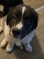Boone, a male Newfoundland and Golden Retriever for sale in Watertown, NY – Photo 3 of 6