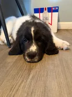 Boone, a male Newfoundland and Golden Retriever for sale in Watertown, NY – Photo 4 of 6