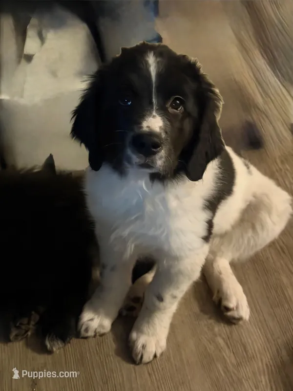 Boone – Newfoundland, Golden Retriever puppy for sale in Watertown, NY
