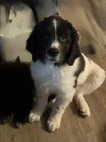 Boone, a male Newfoundland and Golden Retriever for sale in Watertown, NY – Photo 1 of 6