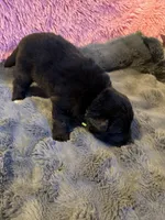Luke, a male Newfoundland and Golden Retriever for sale in Watertown, NY – 2 of 4