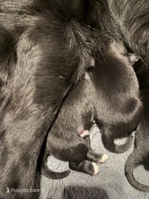 Puppy J – Newfoundland, Golden Retriever puppy for sale in Watertown, NY