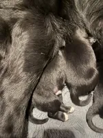 Puppy J, a male Newfoundland and Golden Retriever for sale in Watertown, NY – 1 of 1