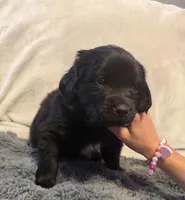 Heidi , a female Newfoundland and Golden Retriever for sale in Watertown, NY – Photo 1 of 3