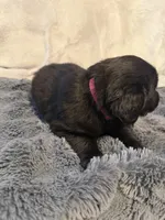 Heidi , a female Newfoundland and Golden Retriever for sale in Watertown, NY – Photo 3 of 3