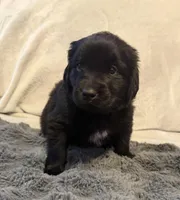 Heidi , a female Newfoundland and Golden Retriever for sale in Watertown, NY – Photo 2 of 3
