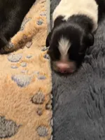 Puppy B, a male Newfoundland and Golden Retriever for sale in Watertown, NY – 2 of 2