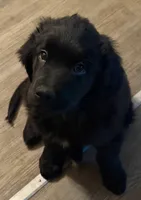 Sassy, a female Newfoundland and Golden Retriever for sale in Watertown, NY – Photo 4 of 5