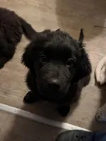 Sassy, a female Newfoundland and Golden Retriever for sale in Watertown, NY – Photo 5 of 5