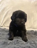 Sassy, a female Newfoundland and Golden Retriever for sale in Watertown, NY – Photo 3 of 3