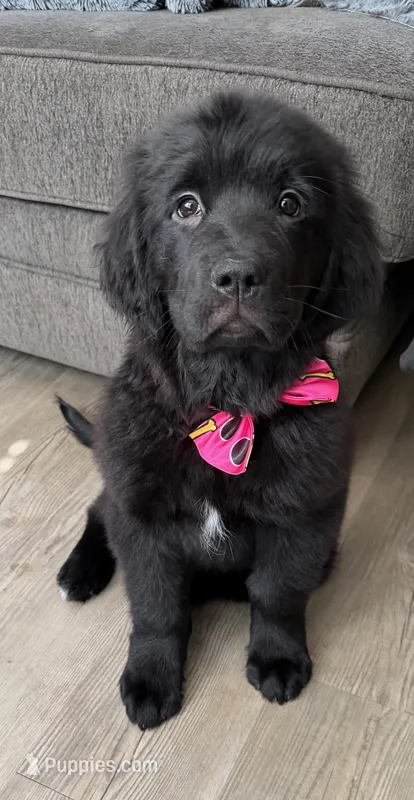 Sassy – Newfoundland, Golden Retriever puppy for sale in Watertown, NY