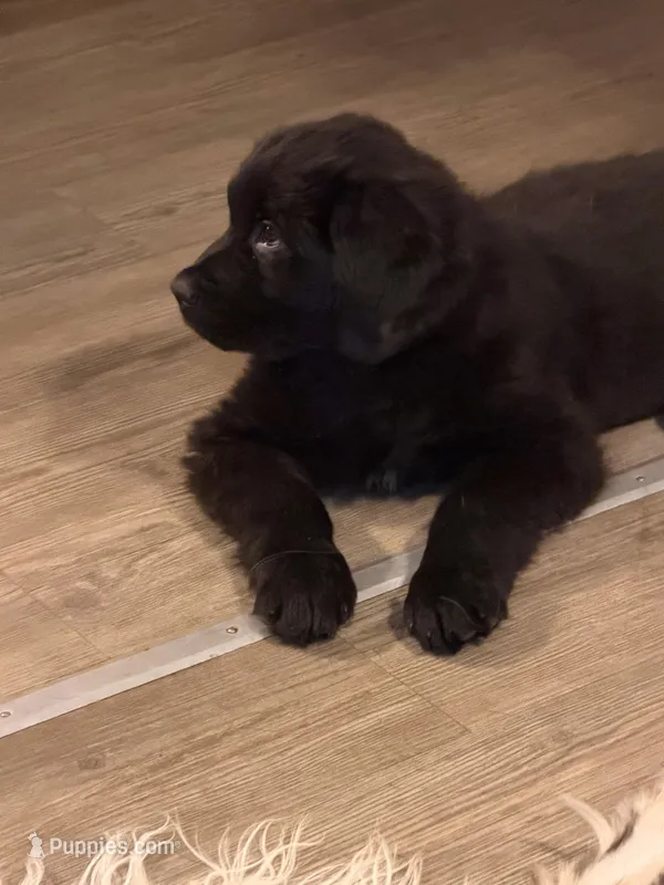 Sassy – Newfoundland, Golden Retriever puppy for sale in Watertown, NY