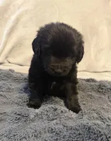 Sassy, a female Newfoundland and Golden Retriever for sale in Watertown, NY – Photo 2 of 3