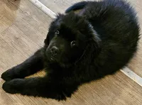 Sassy, a female Newfoundland and Golden Retriever for sale in Watertown, NY – Photo 2 of 5