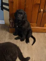 Sassy, a female Newfoundland and Golden Retriever for sale in Watertown, NY – Photo 3 of 5