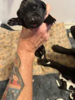 Puppy H, a female Newfoundland and Golden Retriever for sale in Watertown, NY – 4 of 5