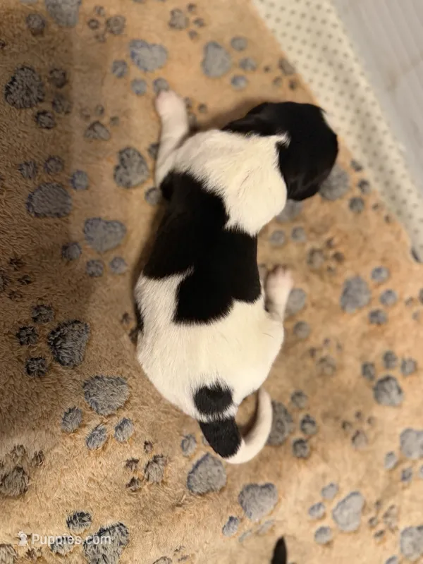 Puppy B – Newfoundland, Golden Retriever puppy for sale in Watertown, NY