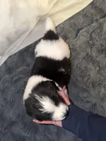 Tasha, a female Newfoundland and Golden Retriever for sale in Watertown, NY – Photo 3 of 3