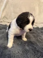 Tasha, a female Newfoundland and Golden Retriever for sale in Watertown, NY – Photo 2 of 3
