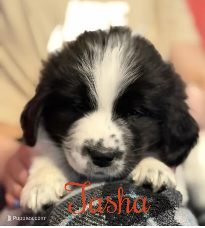 Tasha