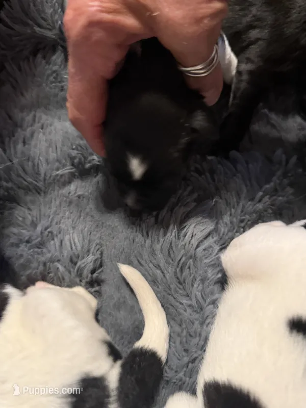Puppy E – Newfoundland, Golden Retriever puppy for sale in Watertown, NY