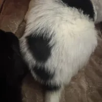 Dina, a female Newfoundland and Golden Retriever for sale in Watertown, NY – Photo 4 of 5