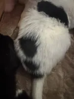 Dina, a male Newfoundland and Golden Retriever for sale in Watertown, NY – Photo 2 of 3