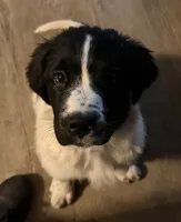 Dina, a female Newfoundland and Golden Retriever for sale in Watertown, NY – Photo 5 of 5