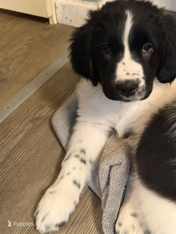 Dina – Newfoundland, Golden Retriever puppy for sale in Watertown, NY